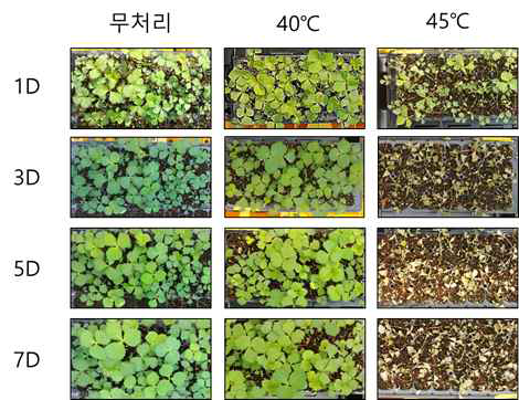 유묘기 고온처리(2020)