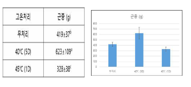 유묘기 고온처리에 따른 생산량 변화(2020)