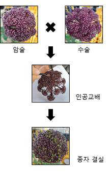 당귀 인공교배 과정