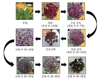 당귀 인공교배 단계별 시기(2019)