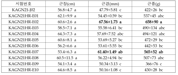 음성시험포장 참당귀 지하부 생육특성(2021)