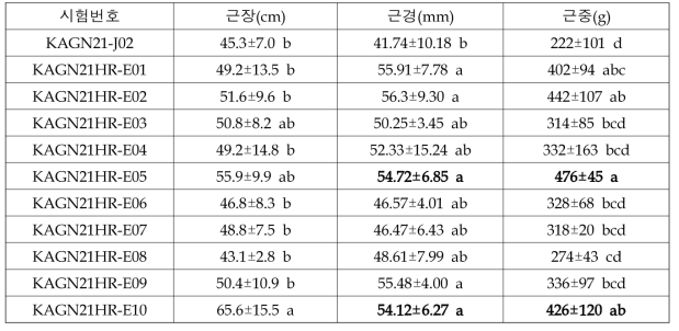 함양시험포장 참당귀 지하부 생육특성(2021)