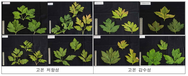 고온 저항성과 감수성 계통 엽형(2022)