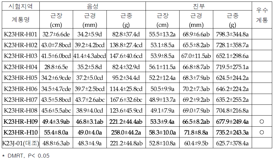 참당귀 지하부 생육특성(2023)