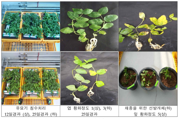 유묘기 침수처리 후 잎 황화정도 조사(25일경과)