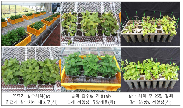 유묘기 침수처리 후 잎 황화정도 조사(2020)