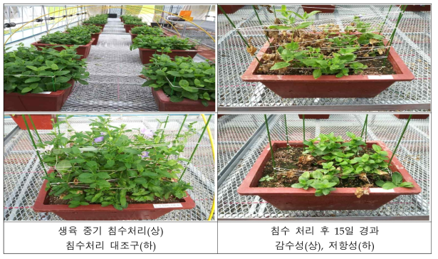 생육중기 침수처리 후 잎 황화정도 조사(2020)