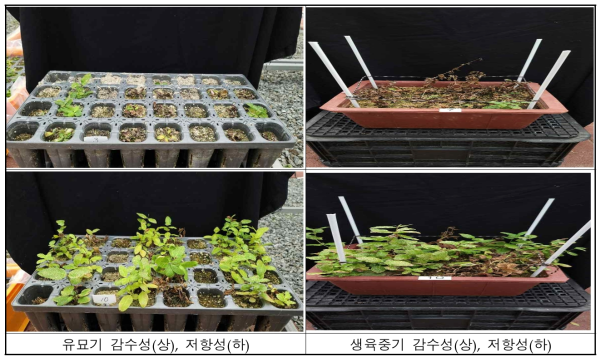 침수처리 후 잎 황화정도 조사(2021)