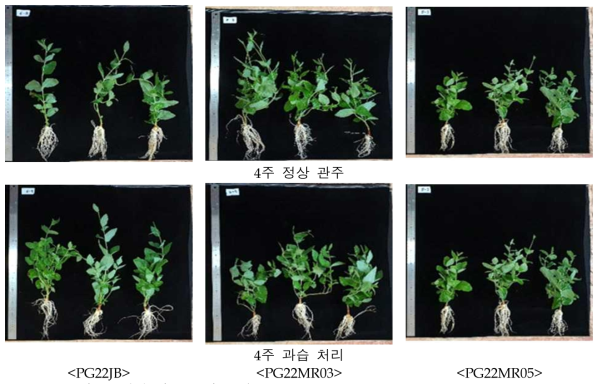 4주 과습처리에 따른 도라지 생육(2022)