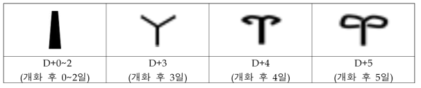 도라지의 개화 후 경과일 수에 따른 주두 모양(2019)