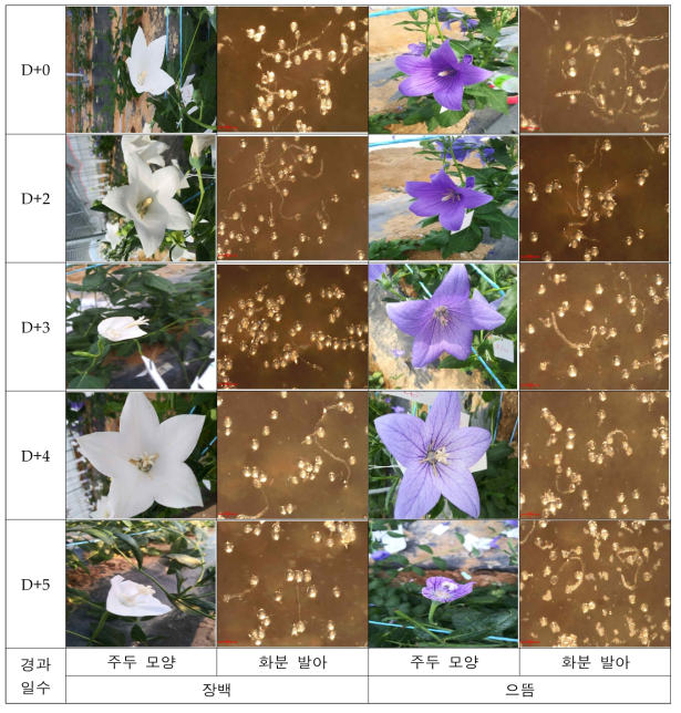 장백(좌), 으뜸(우)의 개화 경과 일수에 따른 주두모양 및 화분발아 모습(2019)