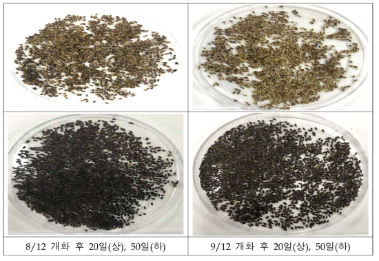 개화 후 경과일 수에 따른 종자상태(2020)