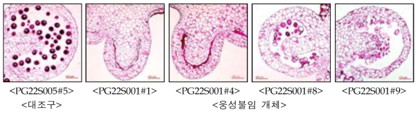 도라지 웅성불임 개체의 화분 발달(2022)