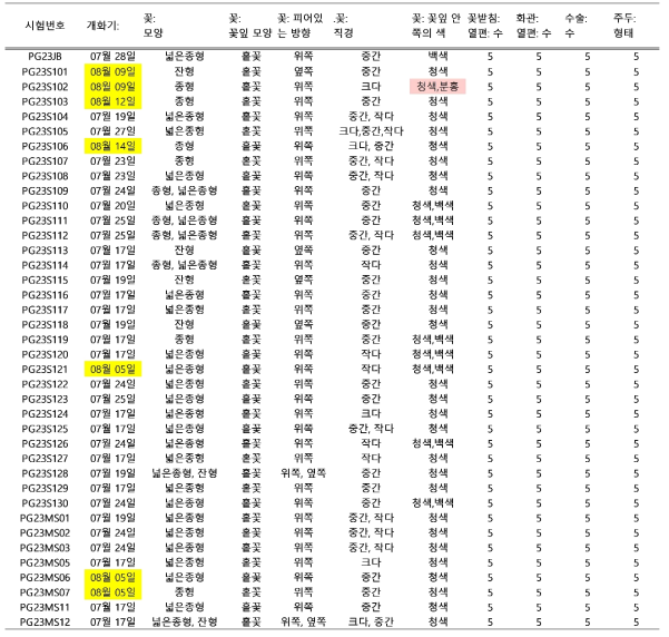 도라지 계통별 개화기 형질 특성 조사(2023)