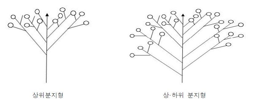 홍화 분지형태(2020)