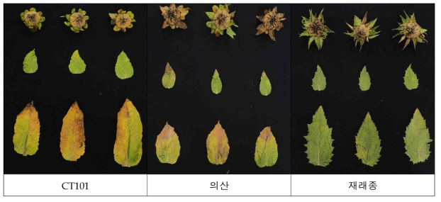 홍화 생산력검정 우수 계통(CT101)(2023)