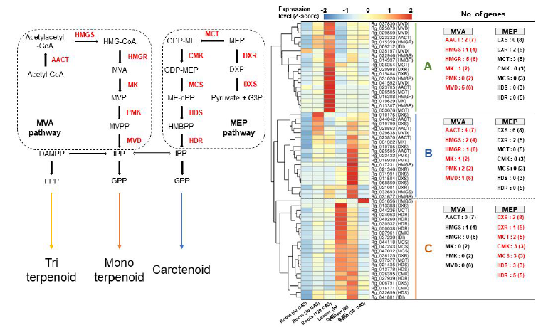 터페노이드 생합성 관련 유전자 발현 분석