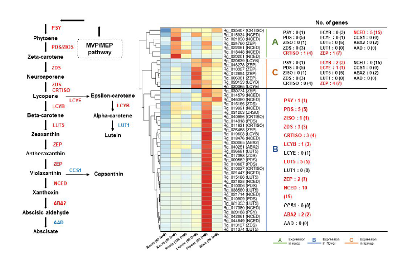 카르테노이드 생합성 관련 유전자 발현양상 분석