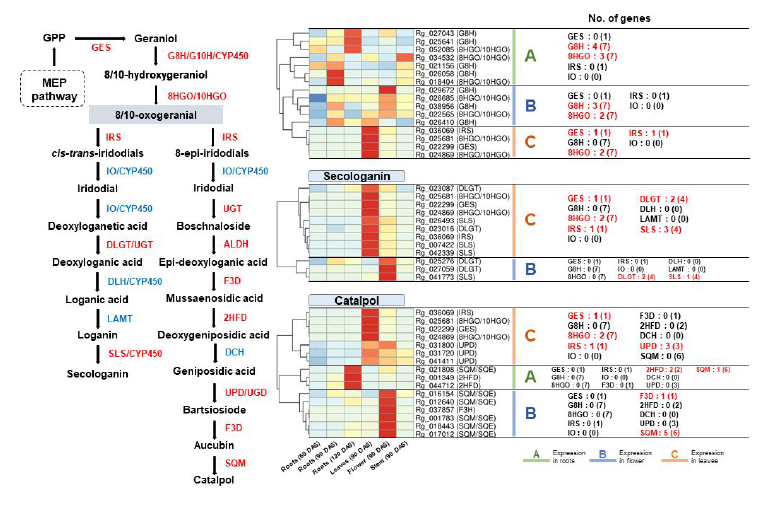 이리도이드 생합성 관련 유전자 발현양상 분석