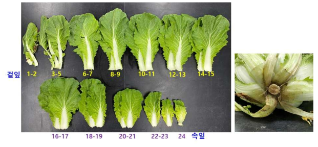 배추 현장진단(엽병즙액 중 질산이온 함량 조사용) 시료의 엽 위치