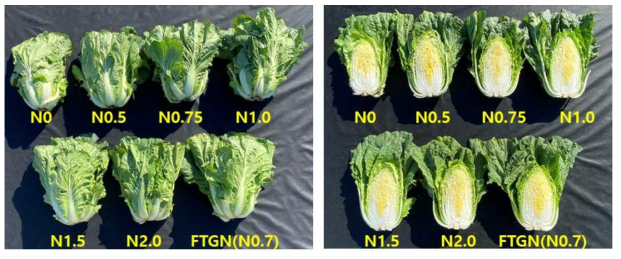 배추에 대한 질소처리 수준별 배추 발달 양상 비교