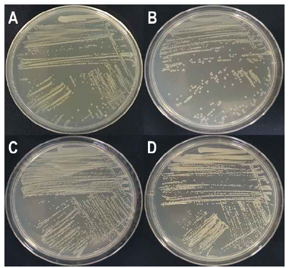 LB배지에서 병원세균 콜로니 형태 (A. Dickeya fangzhongdai (ECM-1), B. D. dadantii (SJOZ1W), C. Pectobacterium carotovorum sub sp. carotovorum (SGR2), D. Enterobacter sp. (USOZ2))