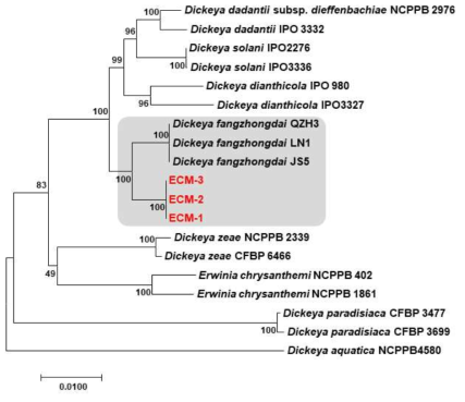 Dickeya fangzhongdai 3균주 MLST 분석에 의한 계통도