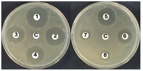 디스크 확산법을 이용한 Oxolinic acid의 Dickeya dadantii 항균효과 (1) 400ppm, (2) 200ppm, (3) 100ppm, (4) 70ppm, (5) 50ppm, (6) 20ppm, (7) 10ppm, (8) 5ppm