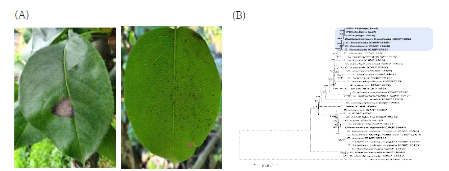 A. 배 발생 탄저병 잎 증상(좌 : 2021년 8월, 나주농가 발생 양상, 우 : 2021년 10월 진주농가 발생 양상), B. 탄저병 균주 계통도(NJ)
