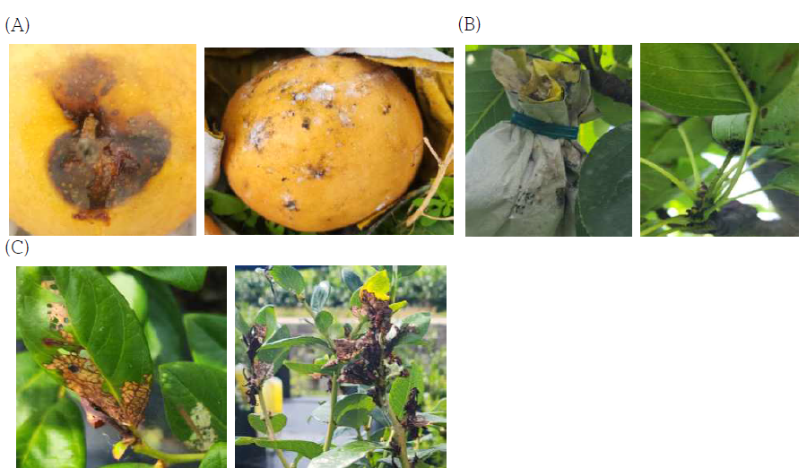 A. 배 심식충 및 가루깍지벌레류 피해과실, B. 배 주경배나무이 피해 봉지 및 잎, C. 블루베리 잎말이나방류 피해사진