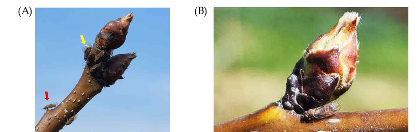 A, 배나무이(노란색 화살표), 주경배나무이(빨간색 화살표). B, 배나무이