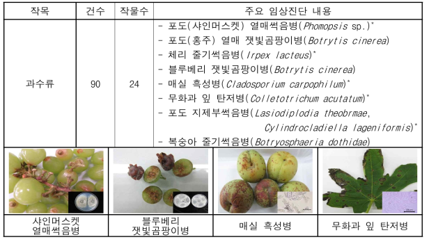 과수류 주요 임상진단 결과