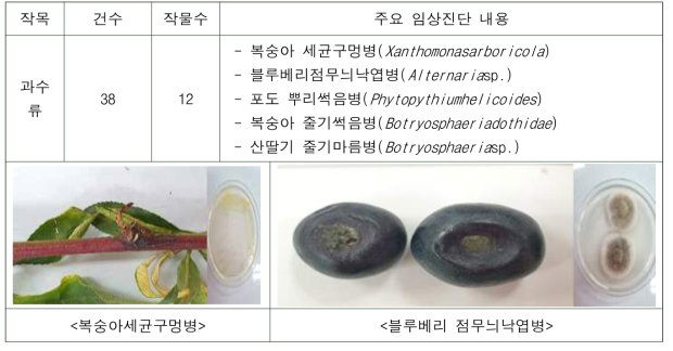 과수류 주요 임상진단 결과