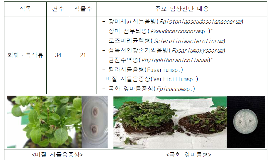 화훼·특작류 주요 임상진단 결과