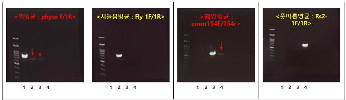 토마토 토양전염성 병원균 4종의 진단을 위한 PCR primer. Lane; 1. 역병균, 2. 시들음병균, 3. 궤양병균, 4. 풋마름병균