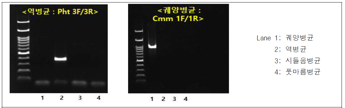 토마토 역병 및 궤양병 진단을 위한 PCR primer