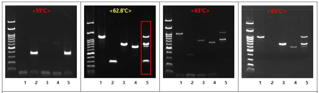 multiplex PCR을 위한 반응 온도별 토마토 병원균 4종의 검출 여부. Lane; 1. 궤양병균, 2. 역병균, 3. 시들음병균, 4. 풋마름병균, 5. Mixture