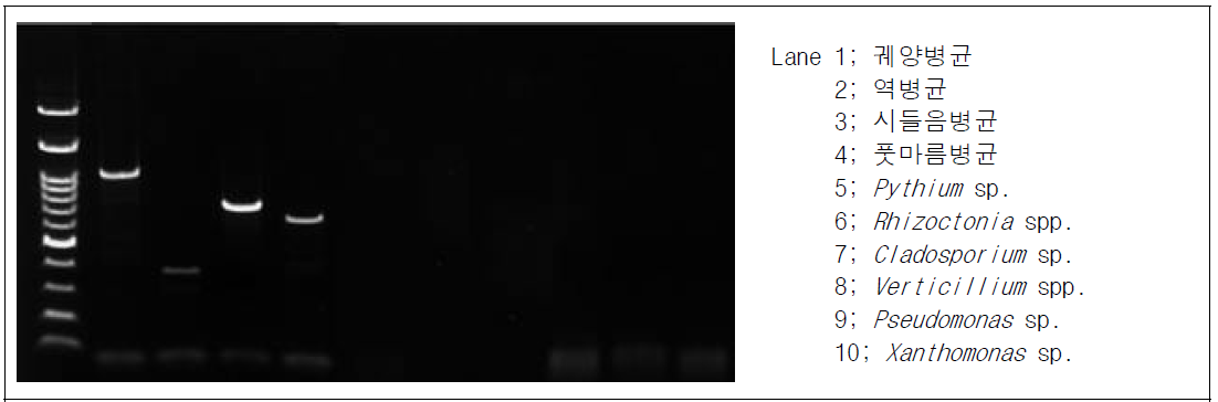 토마토 병원균 4종의 진단을 위해 개발한 PCR primer의 특이성 검정