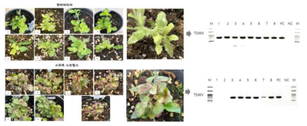 로벨리아 토마토반점위조바이러스(TSWV) 감염 증상 및 바이러스 분리동정