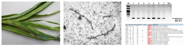 마늘 바이러스 감염증상 및 유전체 분석