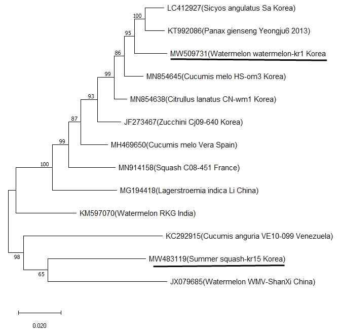 WMV-watermelon-kr1(MW509731)와 WMV-summer squash-kr15(MW483119) 분리주 전체 유전체의 GenBank에 등록된 다른 분리주와의 계통학적 연관성 분석(Phylogenetic tree)