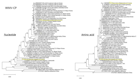 수박에서 분리한 WMV-watermelon-kr1 분리주와 애호박에서 분리한 WMV-summer squash-kr15 CP 유전자 염기서열의 GenBank 등록된 다른 분리주들과의 계통학적 연관성(Phylogenetic tree)