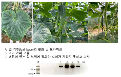 잎 기부에 황화 및 모자이크 증상과 과피에 모틀증상을 나타내며, 착과기에 과일이 고사하는 증상을 나타내는 오이로부터 박과진딧물매개황화바이러스(CABYV) 검출