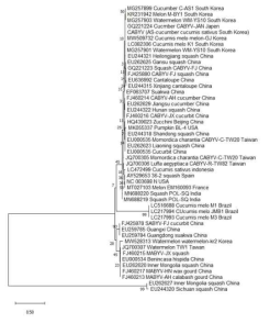 CABYV-cucumber-AS 분리주의 GenBank 데이터베이스에 등록된 47개 CABYV 분리주와 CP 유전자의 아미노산 서열 계통학적 연관성 분석