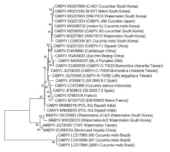 MABYV-watermelon-kr2(MW528313), watermelon-JU kr3(OK120863) 분리주를 GenBank에 등록된 다른 분리주와의 계통학적 연관성 분석