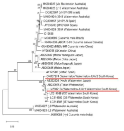 MNSV-Watermelon-JU-kr1과 -kr2와 NCBI에 등록된 25개 분리주의 p42 유전자 영역 염기서열의 계통학적연관성