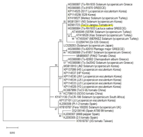 토마토퇴록바이러스(ToCV) CP 유전자 아미노산 서열기반 phylogenetic tree