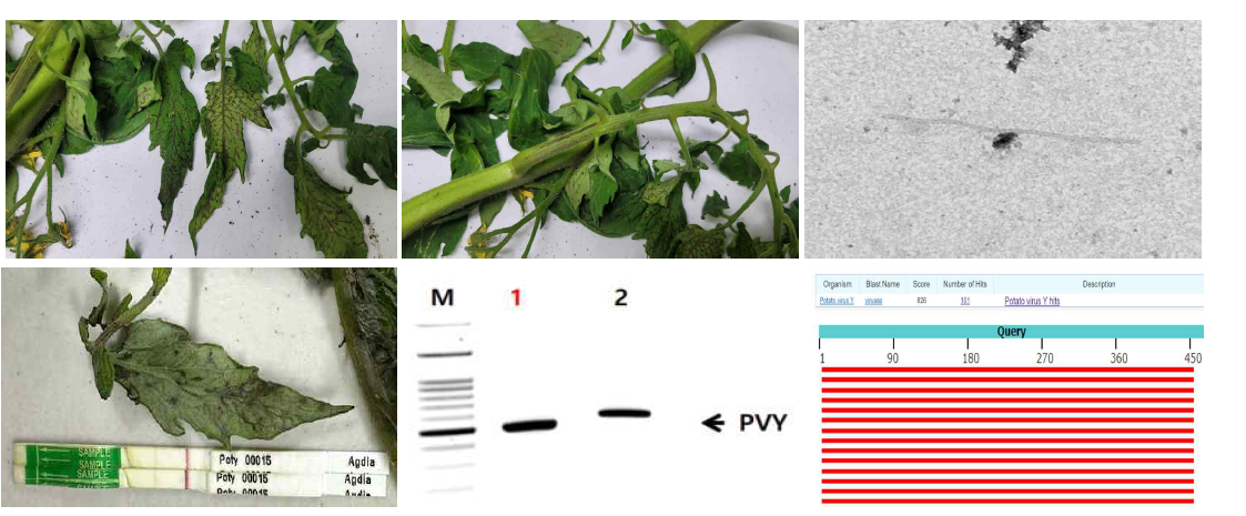 감자바이러스Y(PVY) 감염증상 및 진단기술 개발