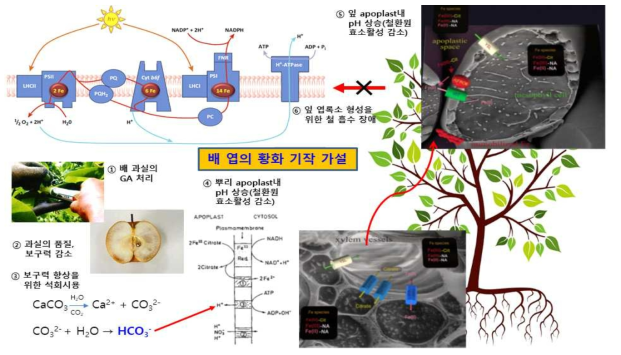 배 과원 엽의 황화증상 발생 기작(가설)