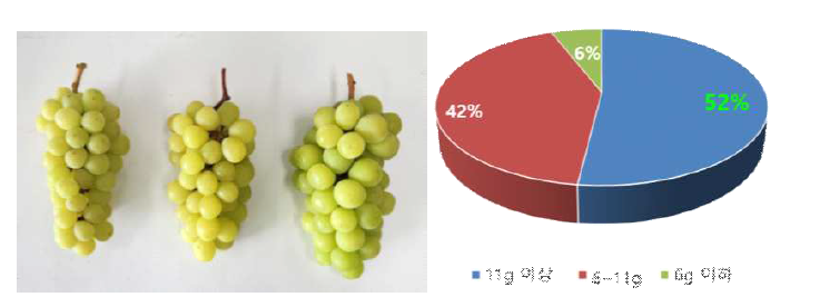 포도 샤인머스켓 품종의 과립중별 송이(좌)과 비율(우)